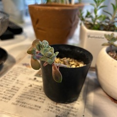 多肉植物　火祭り　ペペロミアなど各種