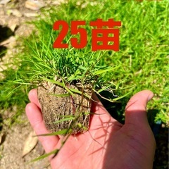 ティフトン419芝生　25苗