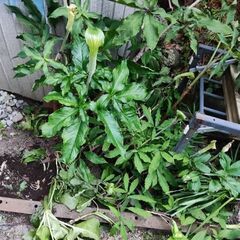 マムシグサ山の花たくさんあります20個ぐらい？