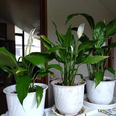 観葉植物6点スパティフィラム等