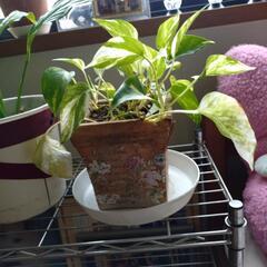 観葉植物6点スパティフィラム等の画像