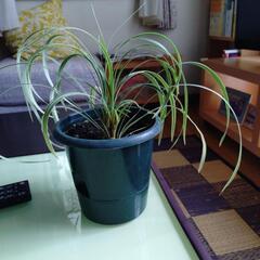 観葉植物6点スパティフィラム等の画像