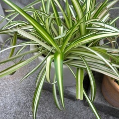 白い陶器鉢オリヅルラン➕茶系陶器鉢