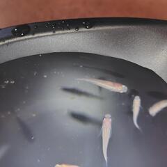 白メダカ