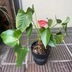 ランキングキーワードに紐づく投稿画像-観葉植物