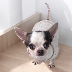 ❤️里親緊急募集❤️約5歳のチワワ❤️ - 福知山市