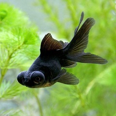 金魚、鯉を譲ってください！