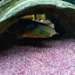 ポリプテルス　トゥジェルシー　熱帯魚🐠