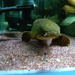 ポリプテルス　トゥジェルシー　熱帯魚🐠の画像