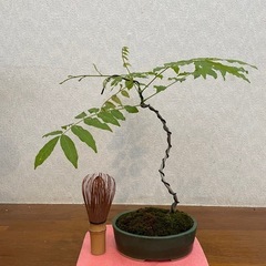 フジの盆栽