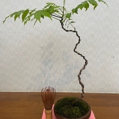 フジ盆栽