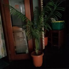 観葉植物　光触媒