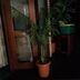 ランキングキーワードに紐づく投稿画像-観葉植物