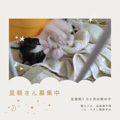 ♥排水溝の中に一匹でいた1ヶ月〜1.5ヶ月の白黒子猫の里親さん募集♥