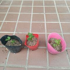 三つ葉の苗1