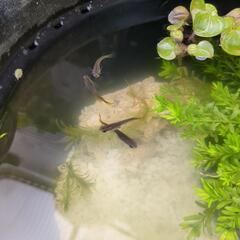 メダカ　10匹