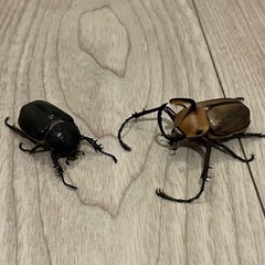 ※限定値下【新成虫ペア】ゴロファ・ビフィドゥス