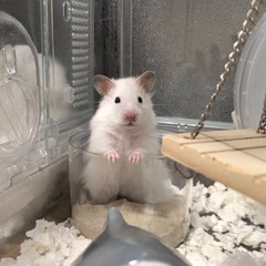 ゴールデンハムスター　里親募集