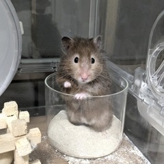 ゴールデンハムスター　セーブル　里親募集