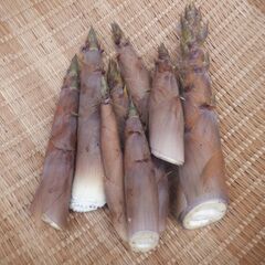 たけのこ淡竹1袋詰め放題500円1ｋｇ以上入ります。予約OK