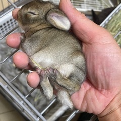 子うさぎ(ホーランドロップxアメリカンファージロップ)