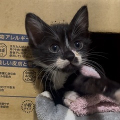 元気いっぱい子猫達✨それぞれ里親募集中 - 猫