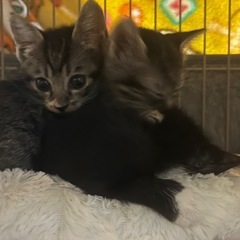 元気いっぱい子猫達✨それぞれ里親募集中 − 鹿児島県
