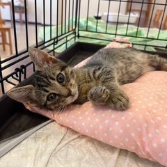 元気いっぱい子猫達✨それぞれ里親募集中 - 薩摩川内市