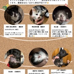 元気いっぱい子猫達✨それぞれ里親募集中