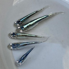 メダカ 輝黒龍 1ペア