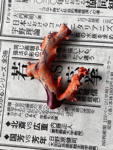 血赤珊瑚原木 原木天然血赤珊瑚原木の値段と価格推移は？