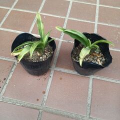 万年青（おもと）【取引中】