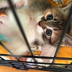 みぎわさん