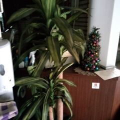 観葉植物　イミテ　光触媒