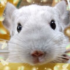 チンチラ・インコのふれあいカフェ