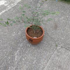 植木　タレ壺もみじ　盆栽の画像