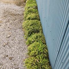 草ではないです。お花咲きます❇️の画像