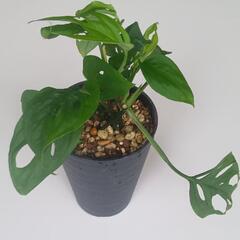 観葉植物　モンステラ　マドカズラの画像