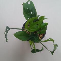 観葉植物　モンステラ　マドカズラの画像
