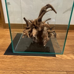 30cmガラス水槽　流木