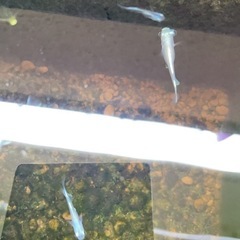 水疱眼Hitomiメダカ(出目、ビッグアイ、水疱眼)