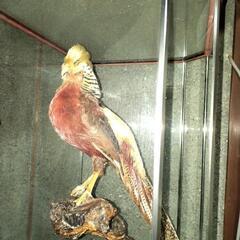 金鶏鳥(きんけいちょう)の画像