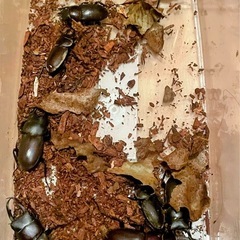 コクワガタ　オス6匹メス2匹