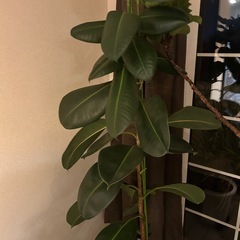 観葉植物ゴムの木  170cm  
