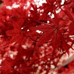 Olympus Pen E-PL9の画像