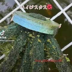 メダカ『夢中メダカ様直系ハイビスカスの卵』10個+α