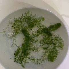 メダカ水槽等に　マツモ、水草　ヌマエビ
