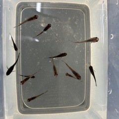 メダカ雑種(他の投稿と一緒なら
０円)