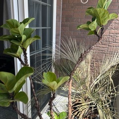 観葉植物  カシワバゴム
