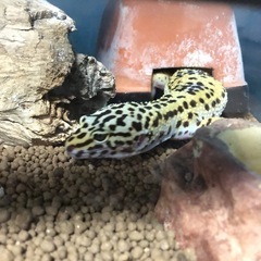 ヒョウモントカゲモドキ　レオパ